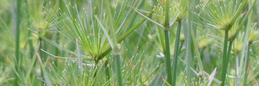 marcelgroeneveld header