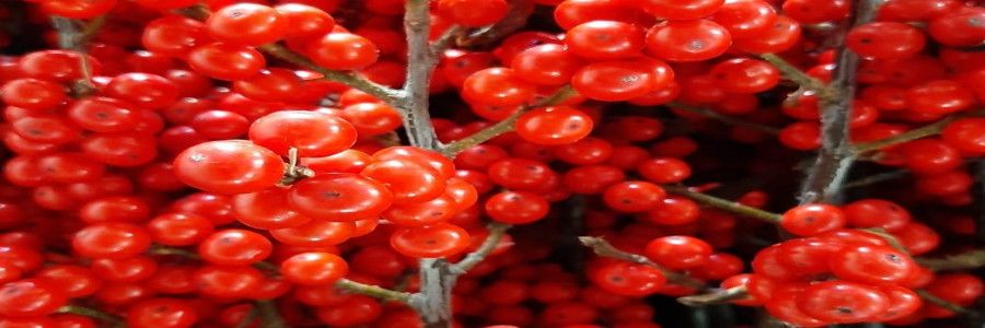 marcelgroeneveld header